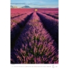 Obrázek Kalendář nástěnný Provence 2027