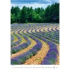 Obrázek Kalendář nástěnný Provence 2027