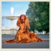 Obrázek Kalendář nástěnný Dogs 2027