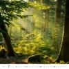 Obrázek Kalendář nástěnný Les - Forest 2027