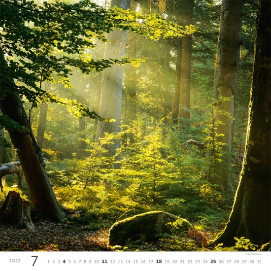 Obrázek Kalendář nástěnný Les - Forest 2027