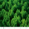 Obrázek Kalendář nástěnný Les - Forest 2027