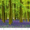 Obrázek Kalendář nástěnný Les - Forest 2027