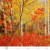 Obrázek Kalendář nástěnný Les - Forest 2027