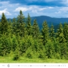 Obrázek Kalendář nástěnný Les - Forest 2027