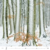 Obrázek Kalendář nástěnný Les - Forest 2027