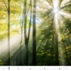 Obrázek Kalendář nástěnný Les - Forest 2027